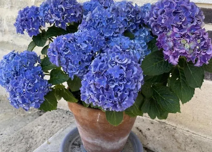 Le Du Petit Ecureuil * Balnot-sur-Laignes